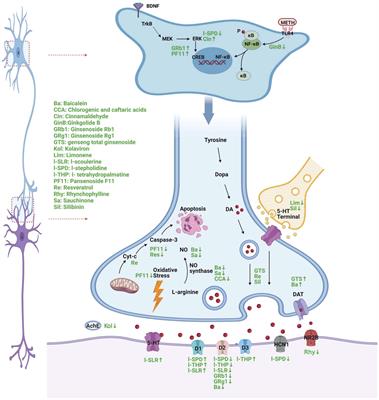 The Role of Chinese Herbal Therapy in Methamphetamine Abuse and its Induced Psychiatric Symptoms